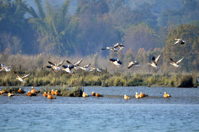 Migratory bird count up at Nangal wetland