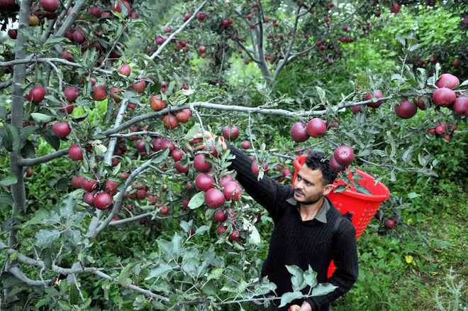 Small apple farmers at arhtiyas’ mercy