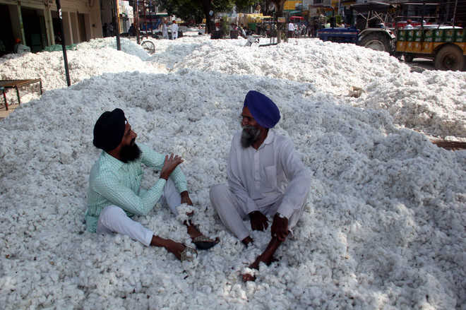 Prices low, cotton growers at wit’s end