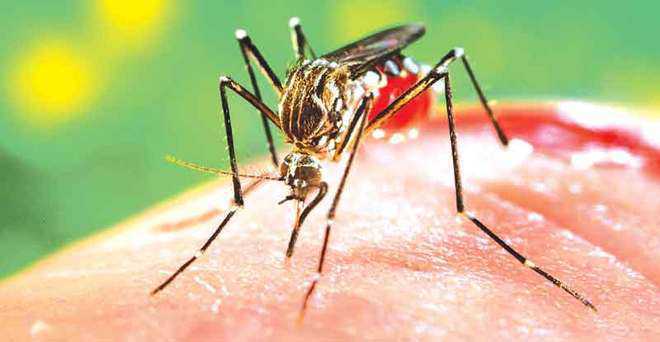 10 more test positive for dengue