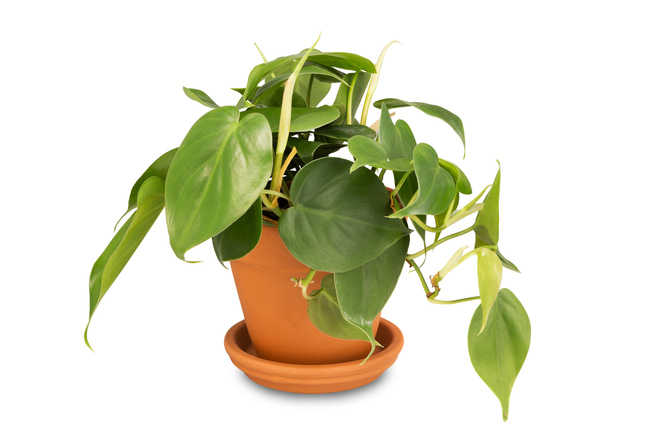 For air less impure, plant them indoors