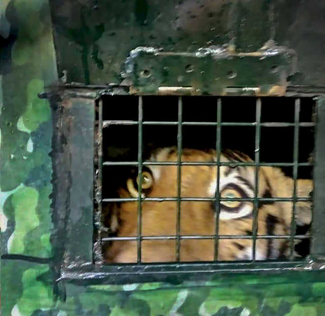 Man-eating tiger in Karnataka forest captured