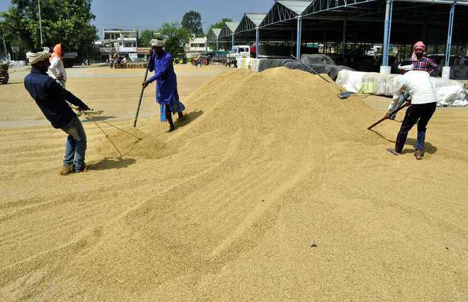 No wheat seed disbursal, farmers livid