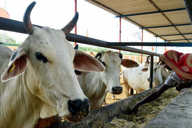 District Magistrate among 6 suspended over ''negligence'' in cow protection in UP
