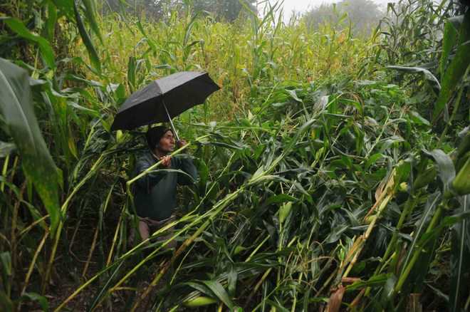 Prolonged rains boon for rabi crops, hit kharif