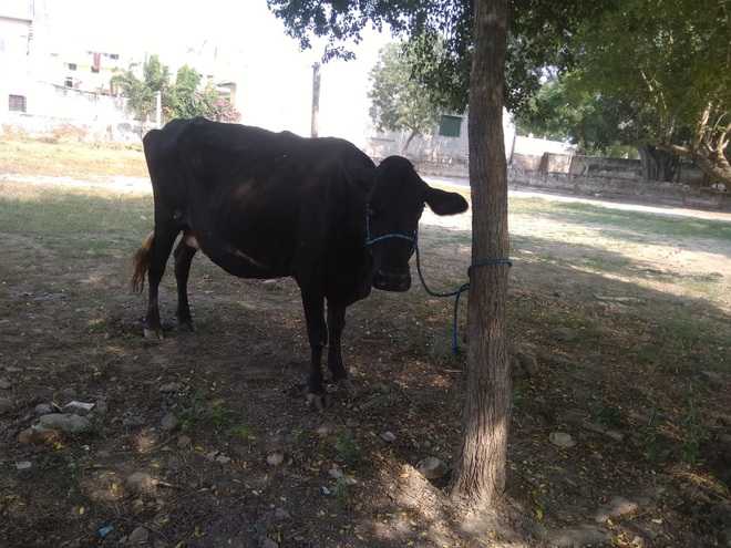 400 stray cattle caught, claims Sangrur admn