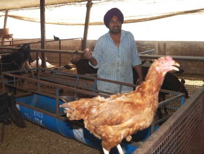 Mansa farmer shows the way with diversification