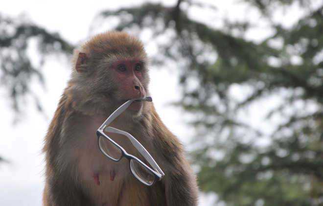 Monkeys outperform humans in cognitive flexibility: Study