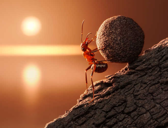 World''s fastest ants found in Sahara desert, reveal researchers