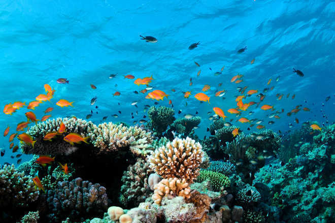 Biodiversity change happening faster in marine ecosystems than on land: Study