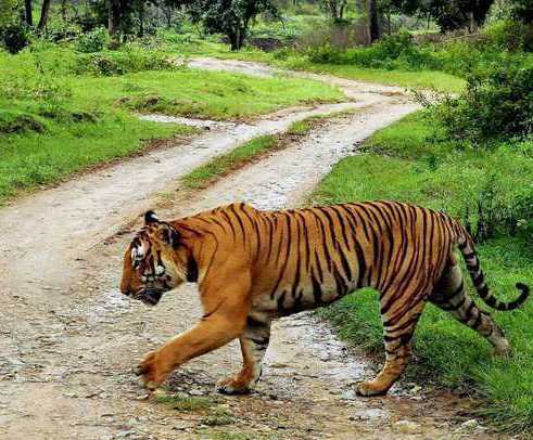 NTCA red flags MP''s move to increase tourism activities inside tiger reserves
