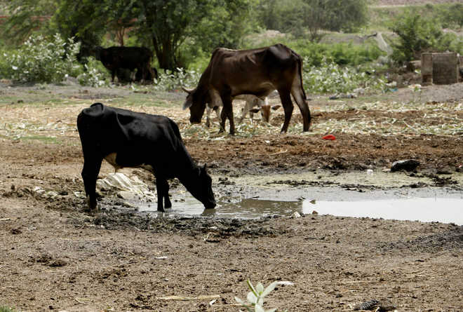Goa stray cattle turning carnivore, says BJP Minister