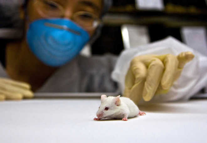 Mice lifespan extended significantly without gene modification’