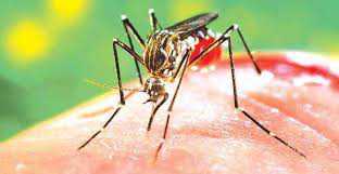 Dengue spreads wings in Delhi