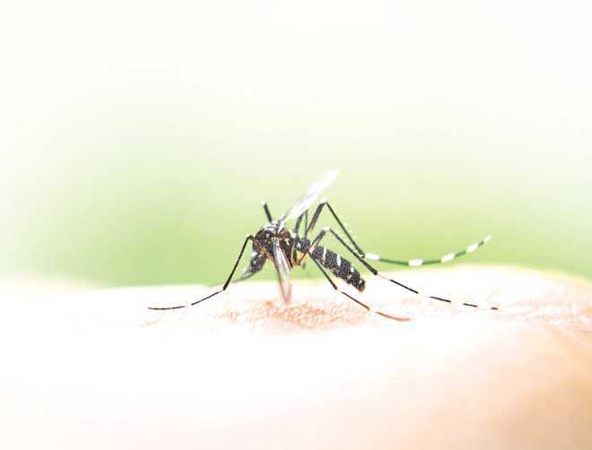 Dengue count in dist 132; docs say no need to panic