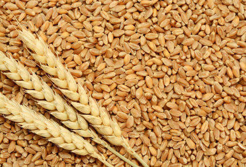 Govt hikes wheat MSP by Rs 85 per quintal, pulses MSP by up to Rs 325/qtl