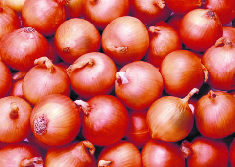 Kharif onion cultivation profitable