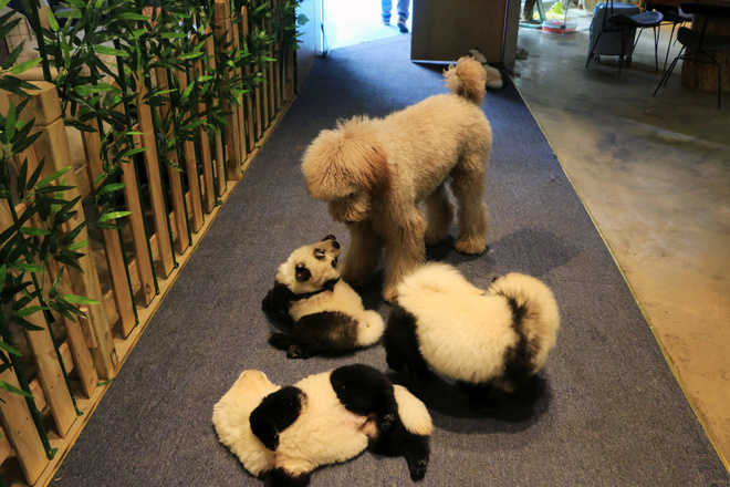 Chinese cafe dyes pups black and white to look like pandas
