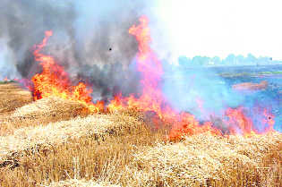 Delay in sowing fuelled farm fires: Harvard study
