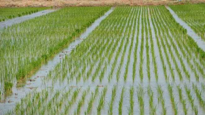Moist paddy leaves farmers high and dry
