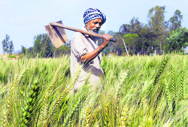 State to pay Rs 100 per quintal incentive to paddy farmers