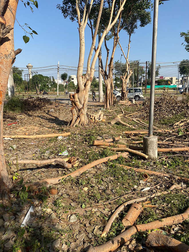 Illegal cutting of trees at Urban Estate leaves residents fuming