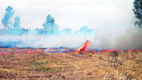 529 farm fires reported on Parkash Purb