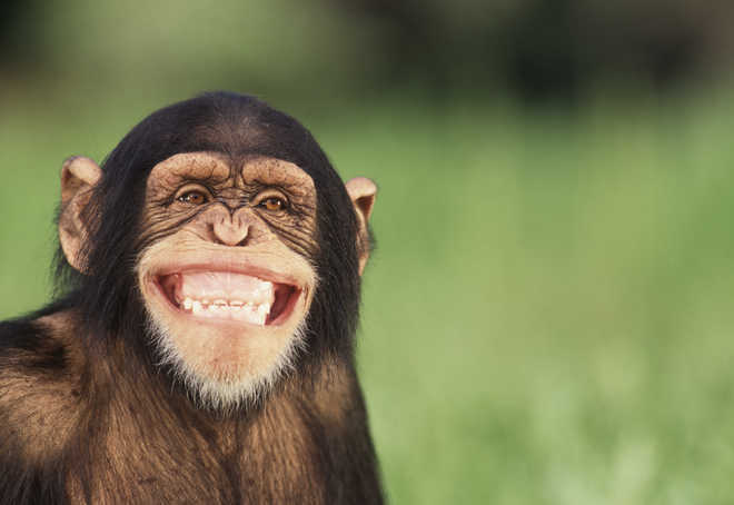 Modern apes smarter than pre-humans: Study