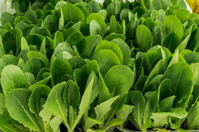Scientists ‘unlock’ photosynthesis to help meet growing food demand
