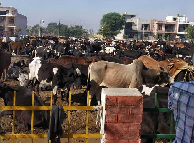 Jatha with 8,000 cattle to arrive today, face-off with admn likely