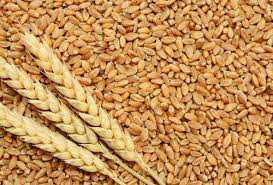 5,882 farmers get 7,101 quintals of wheat seeds