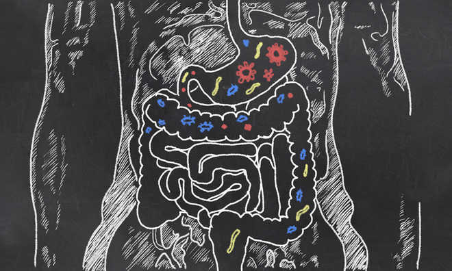 Gut bacteria may alter ageing process: Study
