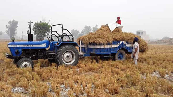 Man, daughter set example, use stubble as fodder for livestock