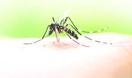 Dengue cases on rise, touch 441-mark in dist
