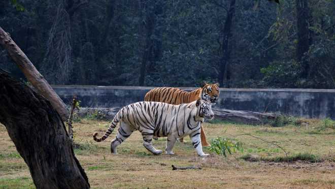 White Tigress In Delhi Zoo Gives Birth To Three Cubs