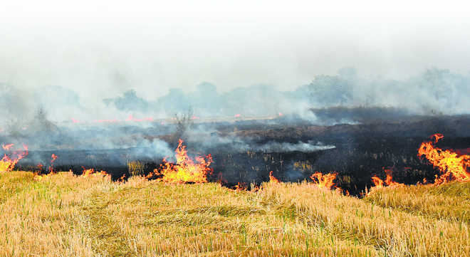 Earn, don’t burn the paddy stubble - The Tribune