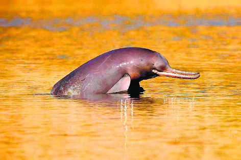 Govt: Indus dolphin is state's aquatic animal
