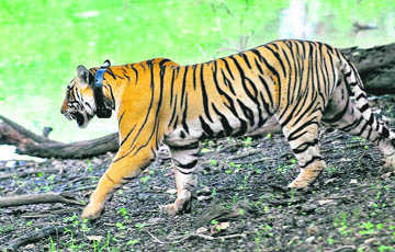 Tiger mauls woman near Ranthambhore National Park in Rajasthan