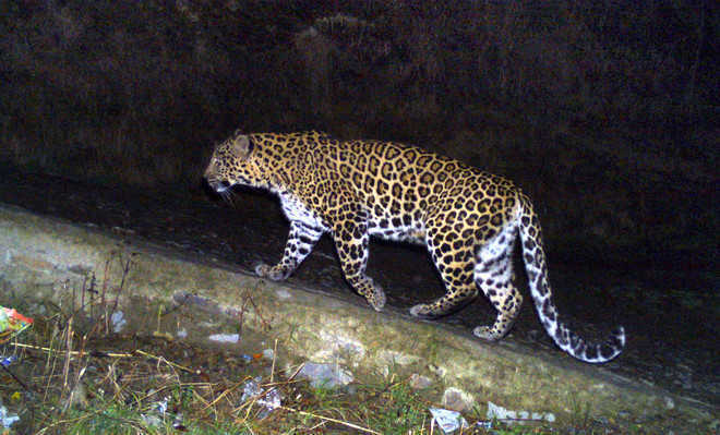 Leopard enters residential area; attacks 2; one hurt in melee