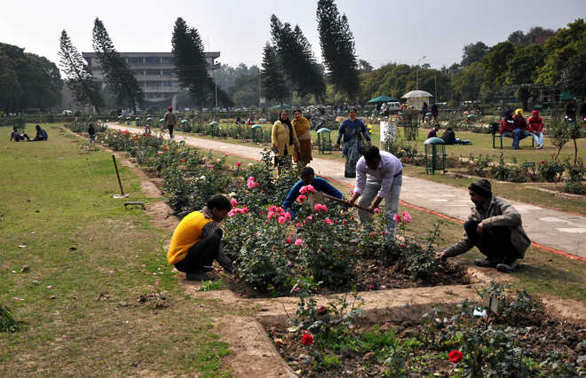 PU gears up for rose festival