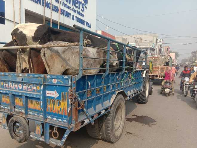 Fed up, Sangrur farmers take stray cattle to DC complex