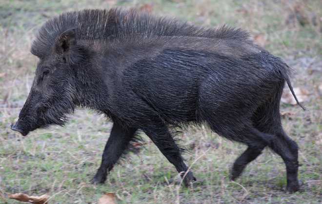 State to conduct census of wild boars
