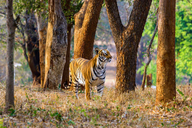 Tiger spotted in Gujarat after 3 decades, govt confirms presence
