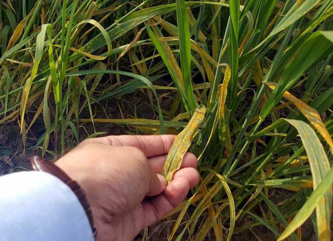 Farmers apprised of yellow rust in wheat at awareness camps