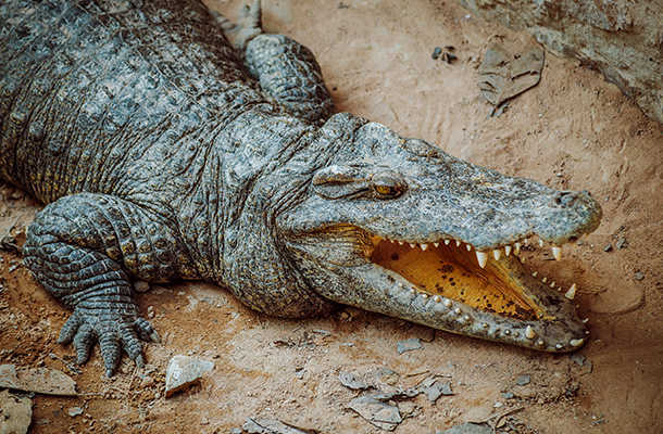 Crocodile mauls Indonesian to death in Malaysia: police