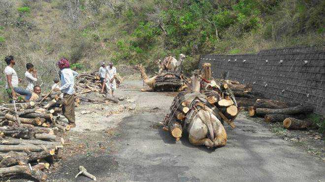 Illegal felling of khair trees on rise in Yamunanagar