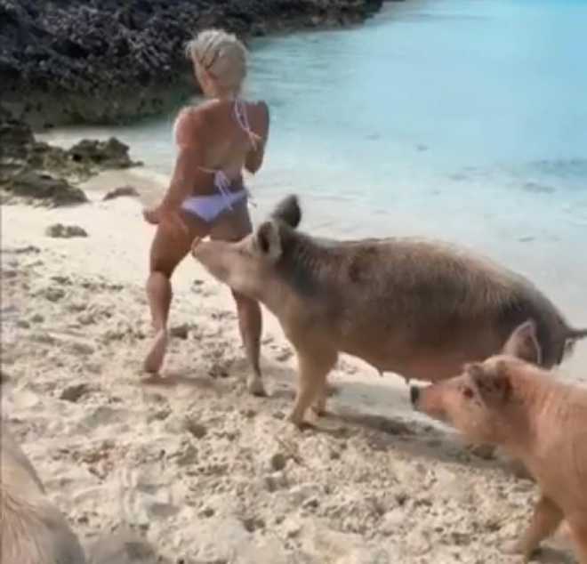 Pain in the butt: Video of model getting bitten by pigs goes viral