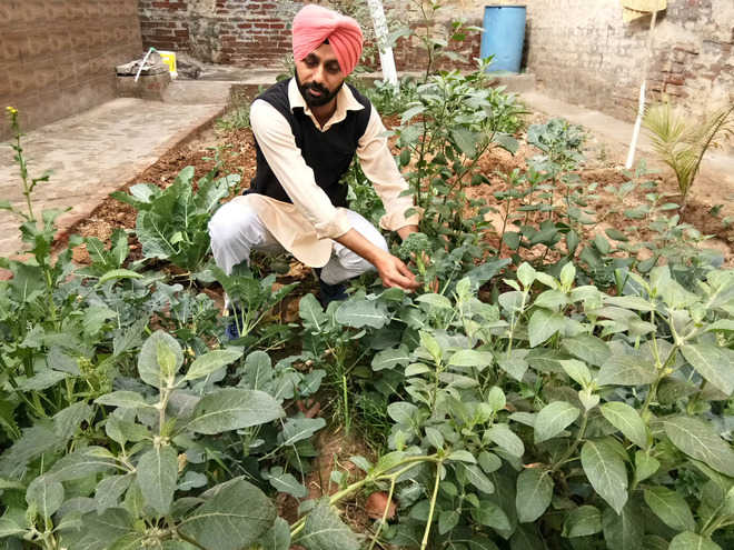 Farmer turns kitchen garden waste into manure in Muktsar