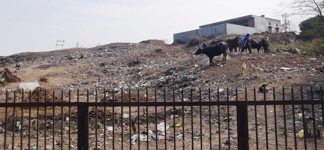 Harappan site turning into dump yard