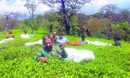 Nobody’s cup of tea, cultivators alarmed